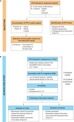 Arbuscular Mycorrhiza Changes the Impact of Potato Virus Y on Growth and Stress Tolerance of Solanum tuberosum L. in vitro